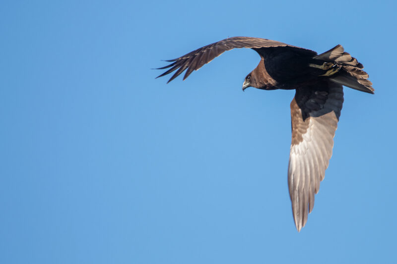 Busard des roseaux en Grande Brière